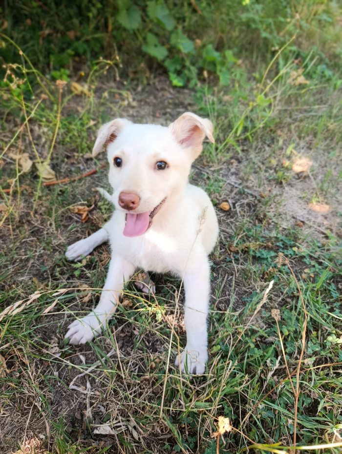 Dolcissimo Casper tenero cucciolo taglia medio contenuta in adozione - media 6