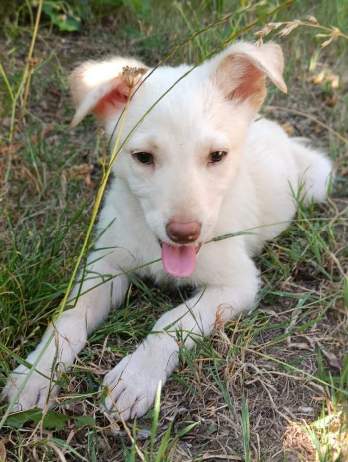 Dolcissimo Casper tenero cucciolo taglia medio contenuta in adozione
