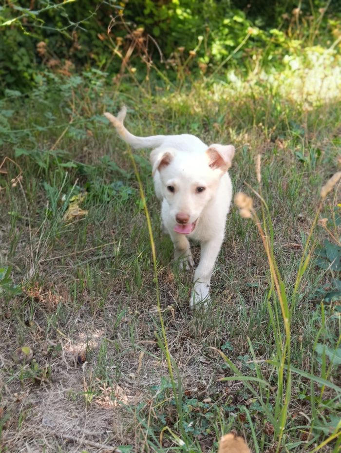 Dolcissimo Casper tenero cucciolo taglia medio contenuta in adozione - media 7
