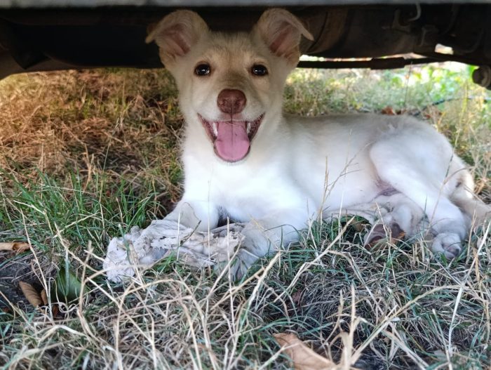 Dolcissimo Casper tenero cucciolo taglia medio contenuta in adozione - media 8