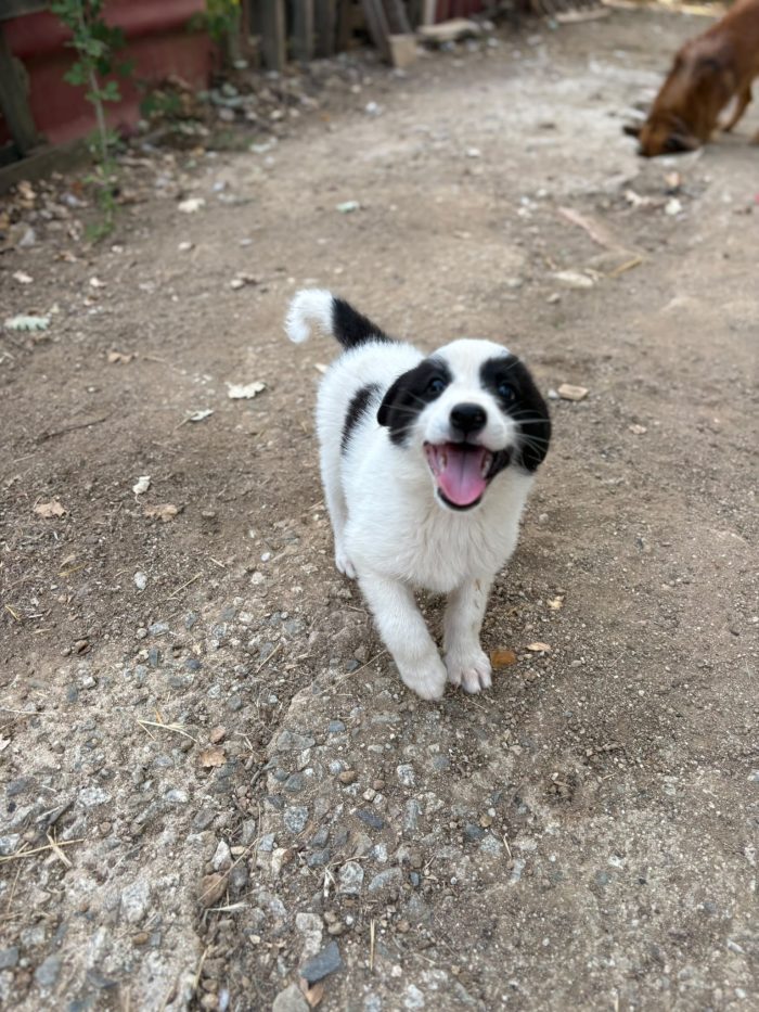 💖🐾 ABBY, dolce cucciola taglia medio contenuta in adozione