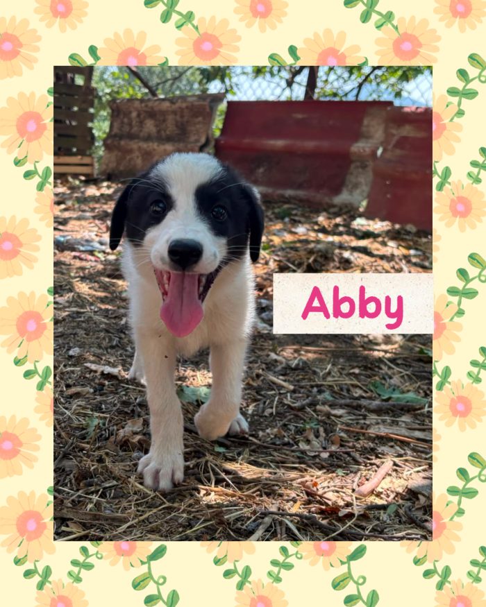 💖🐾 ABBY, dolce cucciola taglia medio contenuta in adozione