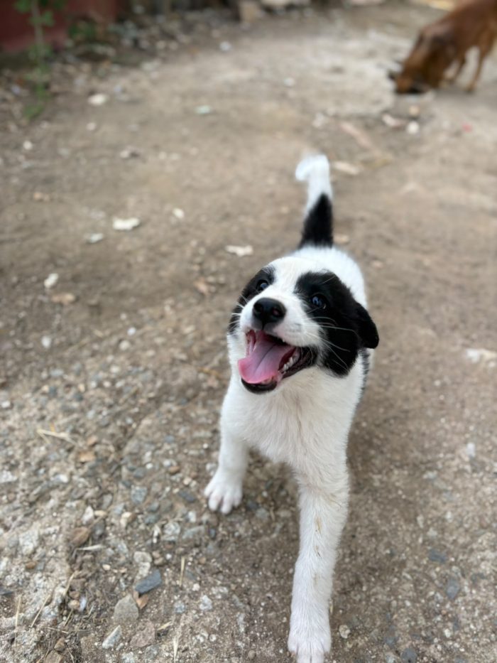 💖🐾 ABBY, dolce cucciola taglia medio contenuta in adozione
