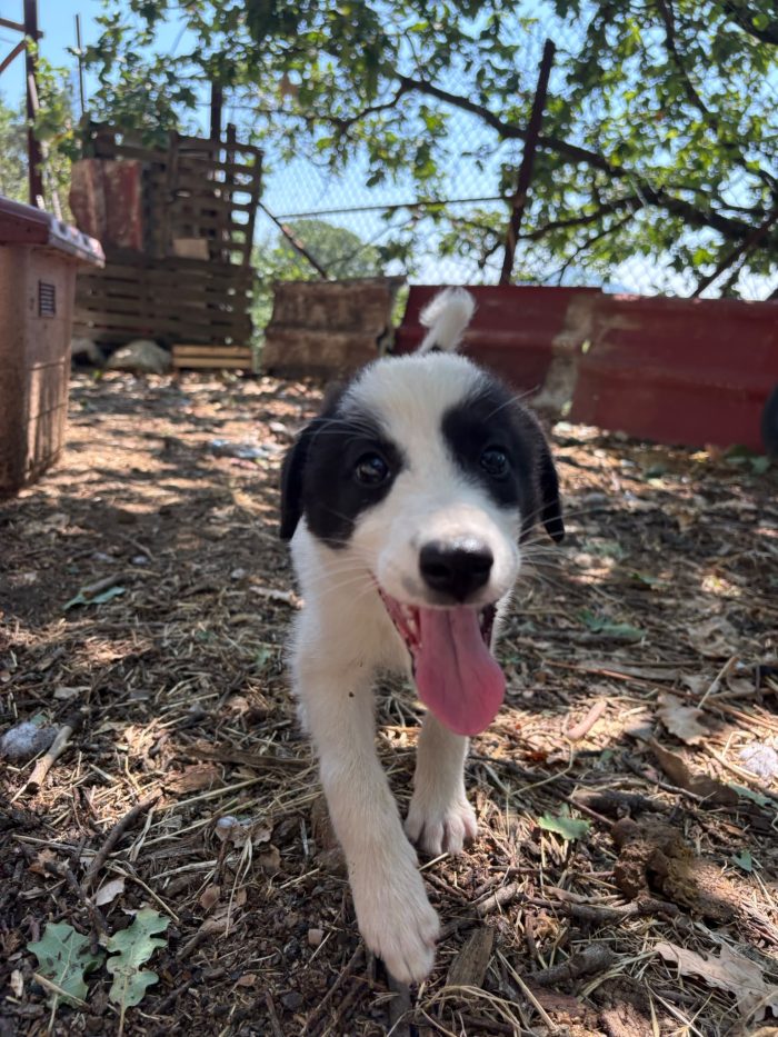 💖🐾 ABBY, dolce cucciola taglia medio contenuta in adozione - media 5