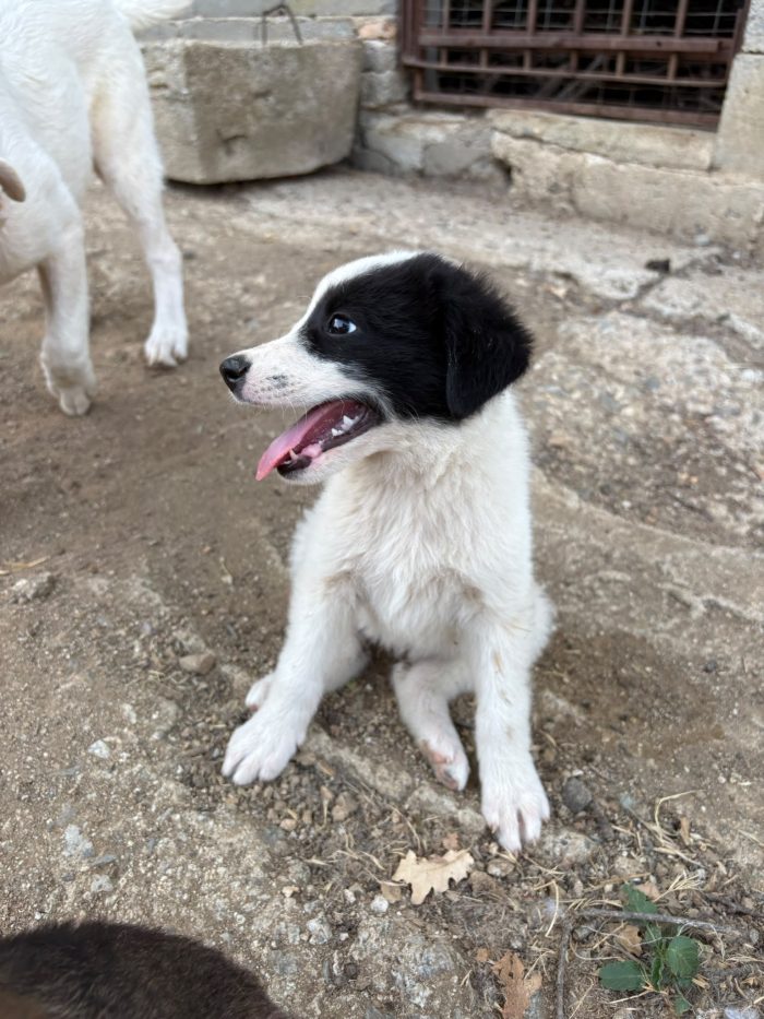 💖🐾 ABBY, dolce cucciola taglia medio contenuta in adozione - media 4