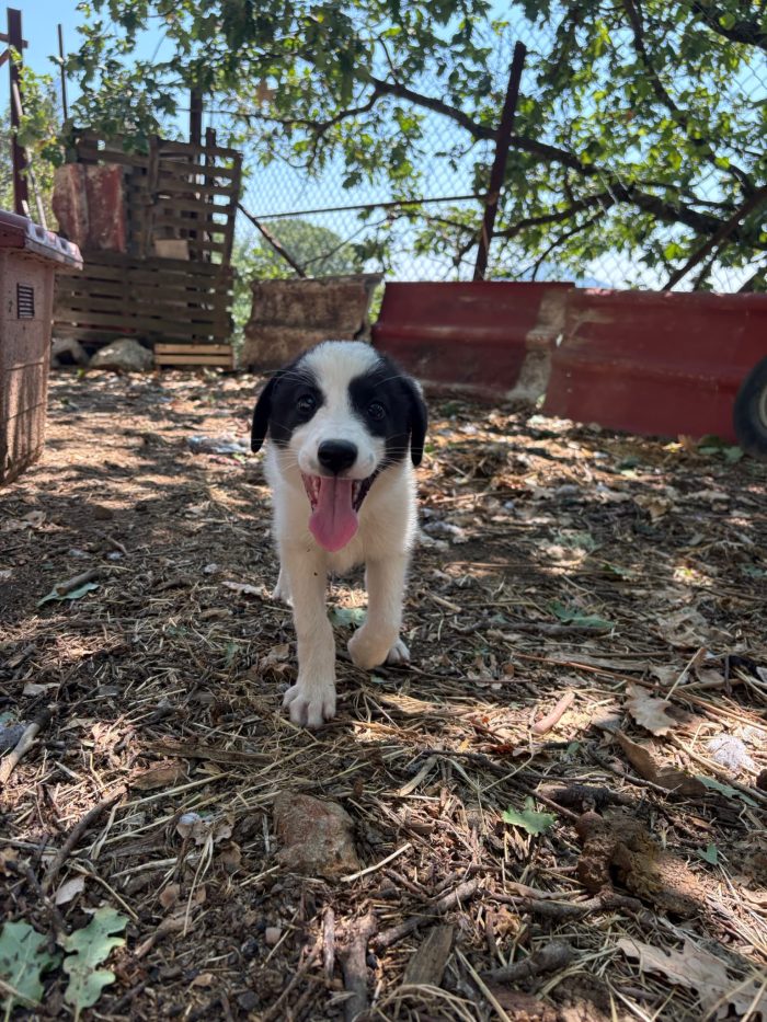 💖🐾 ABBY, dolce cucciola taglia medio contenuta in adozione - media 6