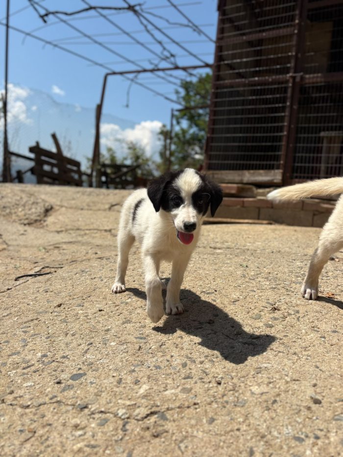 💖🐾 ABBY, dolce cucciola taglia medio contenuta in adozione - media 8