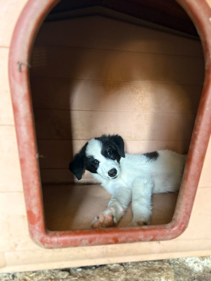 💖🐾 ABBY, dolce cucciola taglia medio contenuta in adozione - media 7