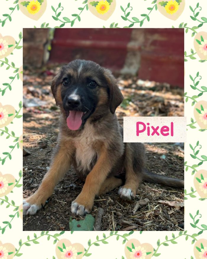 💖🐾 PIXEL dolcissima cucciola futura taglia media contenuta in adozione