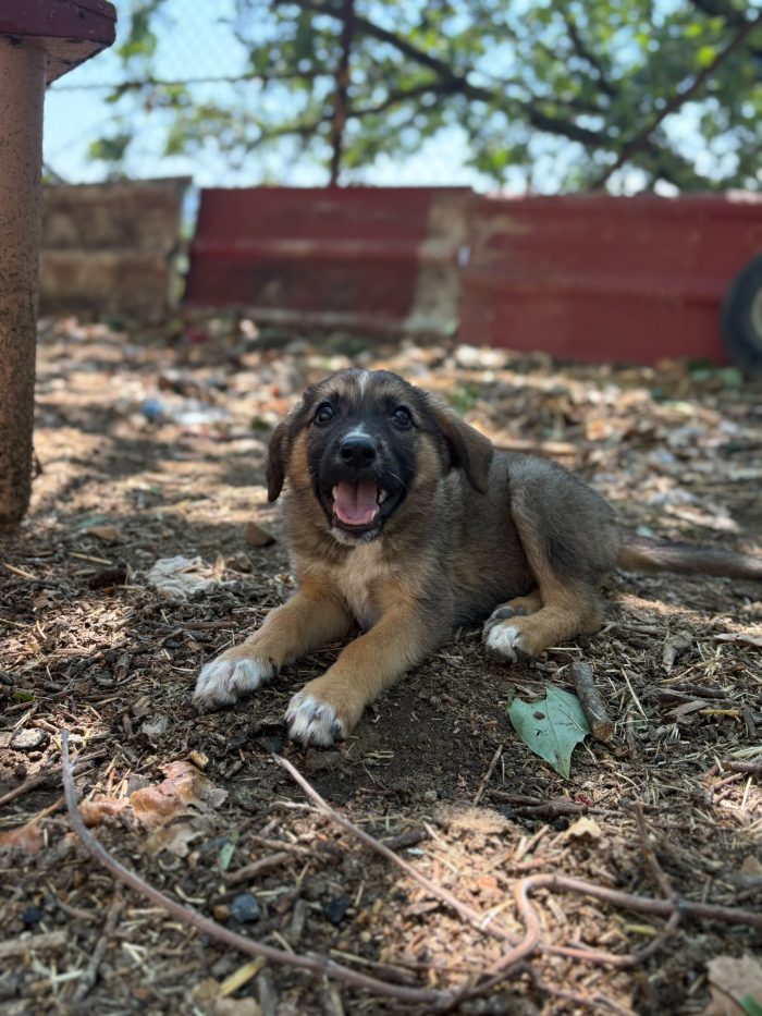💖🐾 PIXEL dolcissima cucciola futura taglia media contenuta in adozione