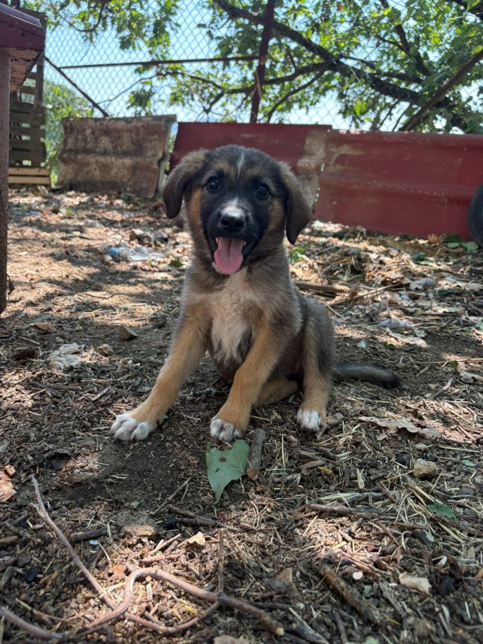 💖🐾 PIXEL dolcissima cucciola futura taglia media contenuta in adozione