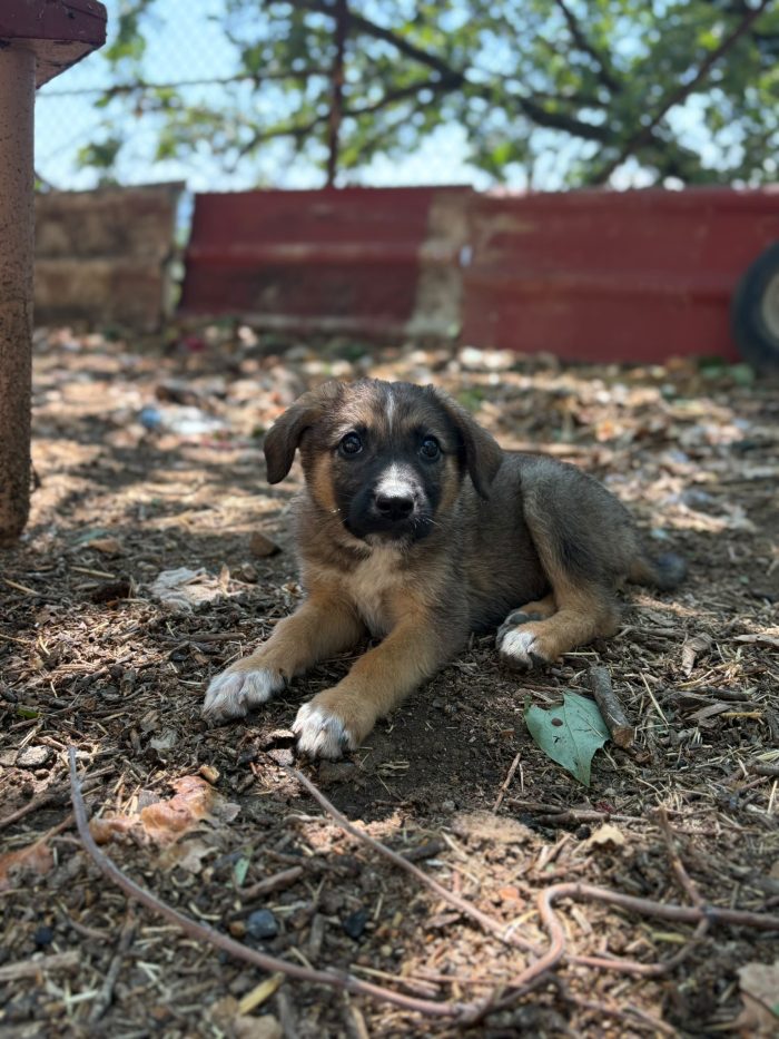 💖🐾 PIXEL dolcissima cucciola futura taglia media contenuta in adozione - media 5