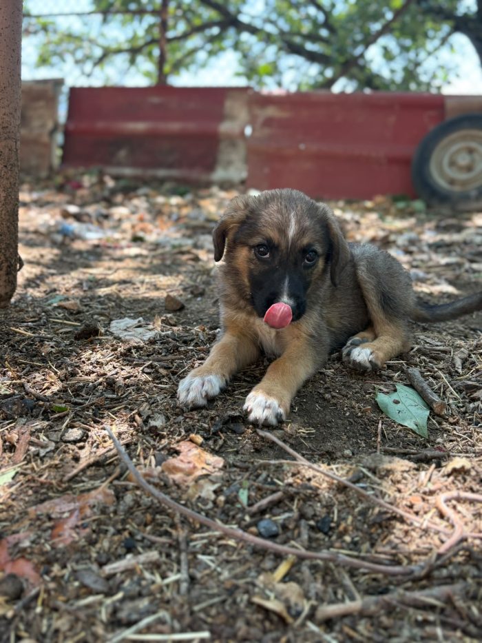💖🐾 PIXEL dolcissima cucciola futura taglia media contenuta in adozione - media 4