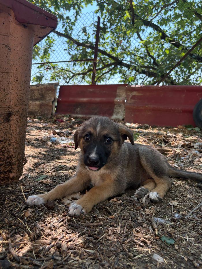 💖🐾 PIXEL dolcissima cucciola futura taglia media contenuta in adozione - media 9