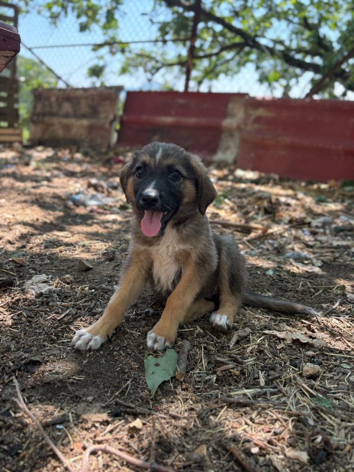 💖🐾 PIXEL dolcissima cucciola futura taglia media contenuta in adozione - media 6