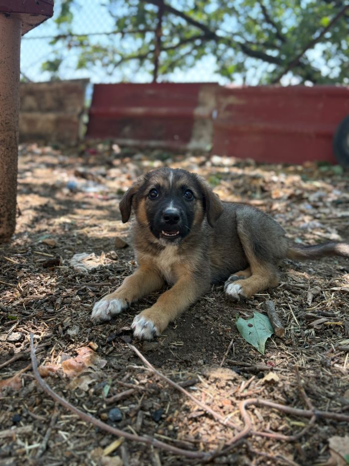 💖🐾 PIXEL dolcissima cucciola futura taglia media contenuta in adozione - media 8