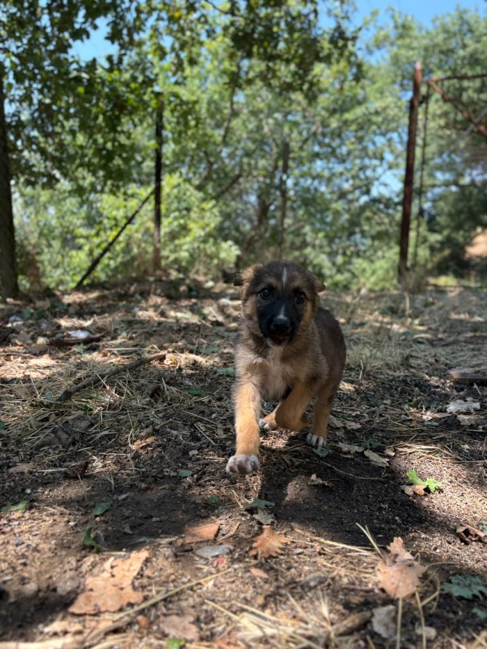 💖🐾 PIXEL dolcissima cucciola futura taglia media contenuta in adozione - media 7