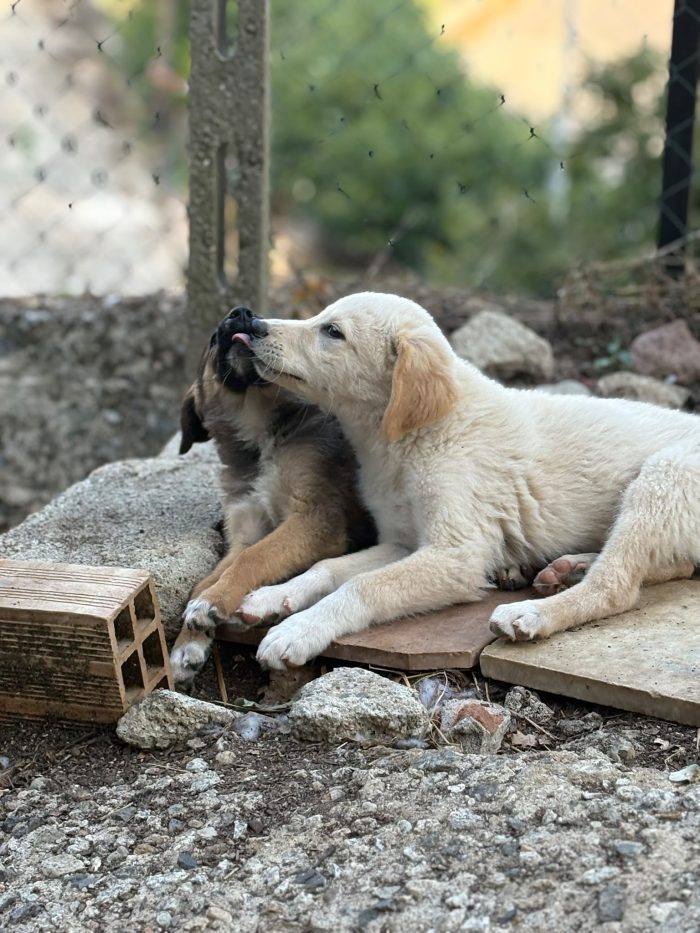 💖🐾 SABBIA, dolce cucciola taglia media contenuta in adozione