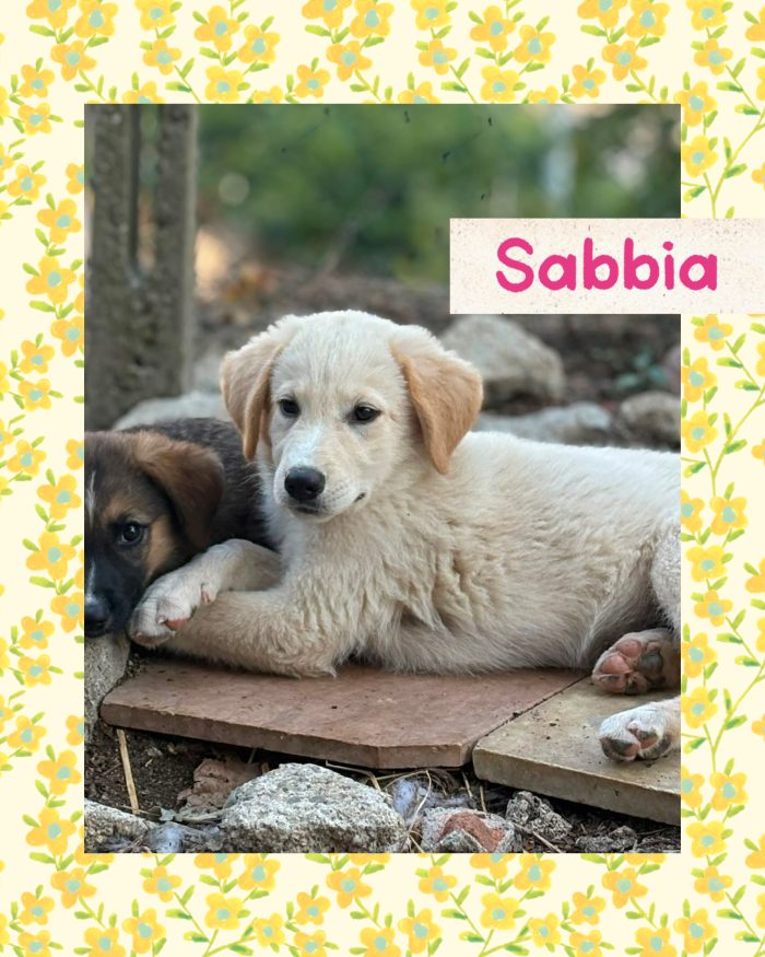 💖🐾 SABBIA, dolce cucciola taglia media contenuta in adozione