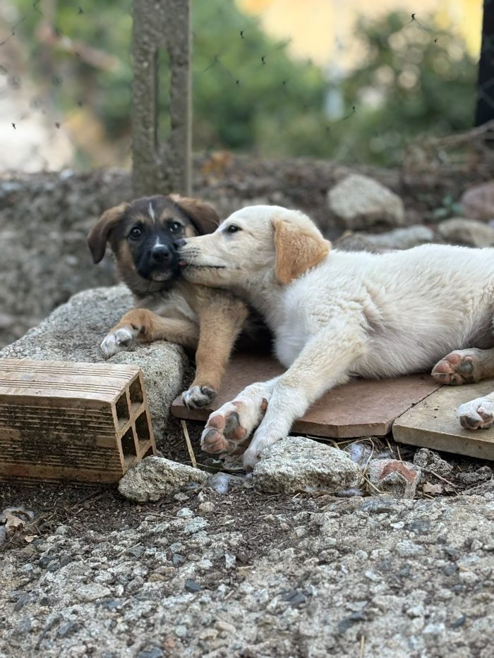 💖🐾 SABBIA, dolce cucciola taglia media contenuta in adozione
