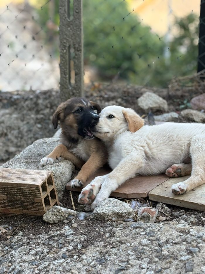 💖🐾 SABBIA, dolce cucciola taglia media contenuta in adozione - media 6