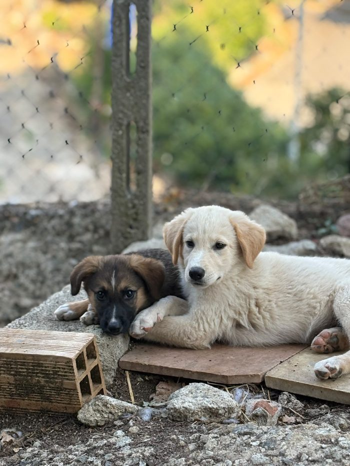 💖🐾 SABBIA, dolce cucciola taglia media contenuta in adozione - media 4