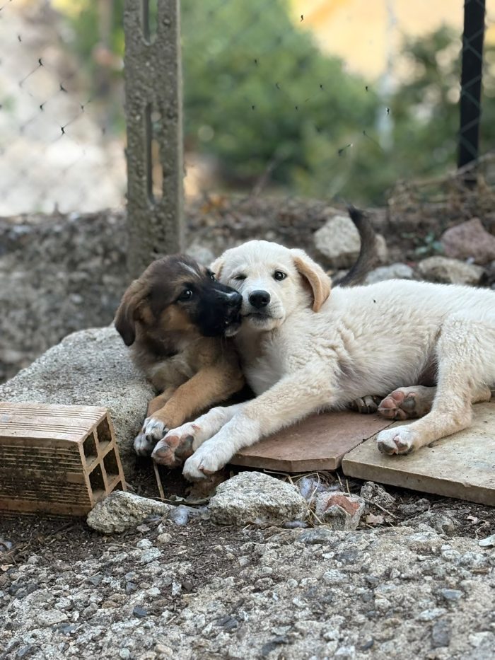 💖🐾 SABBIA, dolce cucciola taglia media contenuta in adozione - media 5