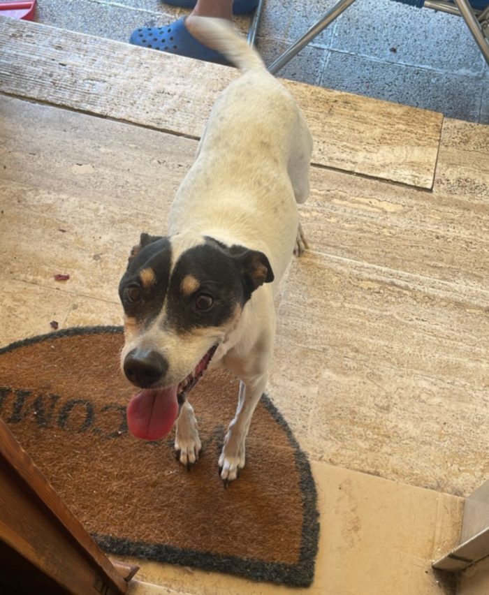 Jack Russel 12anni DA OGGI 11AGOSTO È SOLO,PADRONA ENTRATA IN RSA ! MILANO