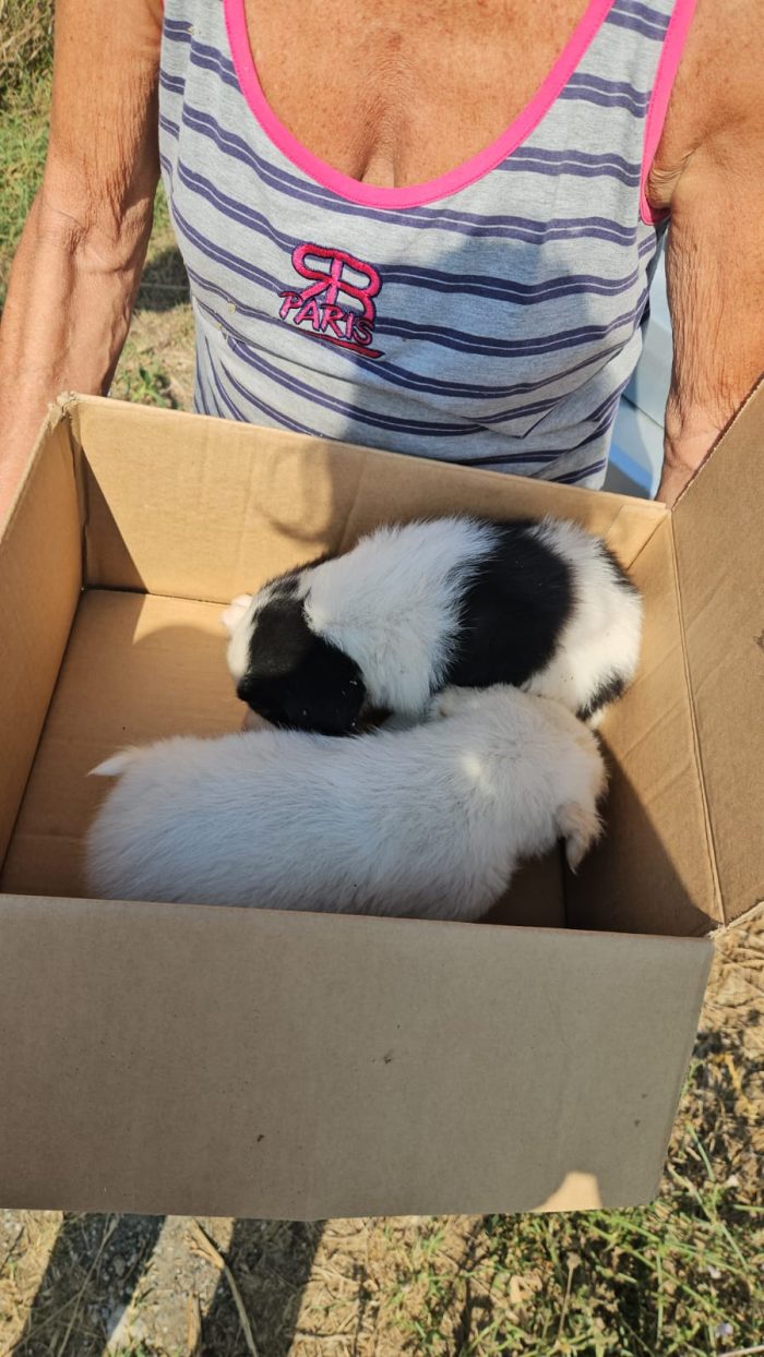 Silvia: 2 mesi taglia contenuta - media 9