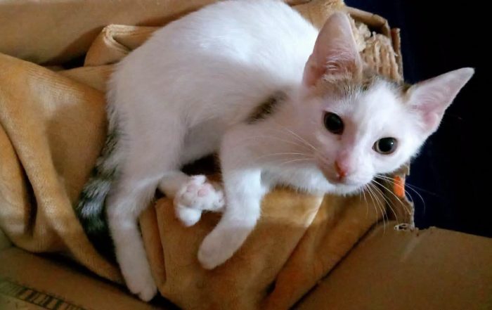 NIKITA, dolce gattina in adozione - media 5