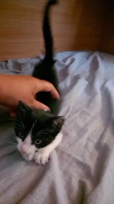 FELIX, adorabile micino in adozione - media 6