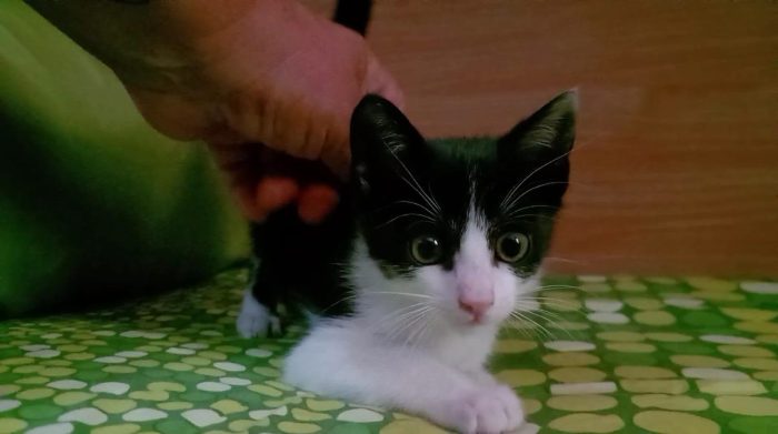 FELIX, adorabile micino in adozione - media 4