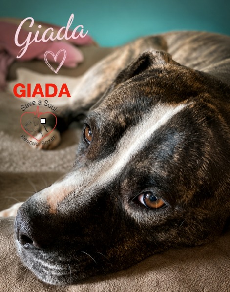 Giada simil boxerina in cerca di casa - media 4