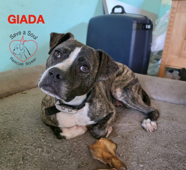 Giada simil boxerina in cerca di casa