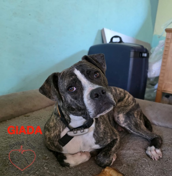 Giada simil boxerina in cerca di casa