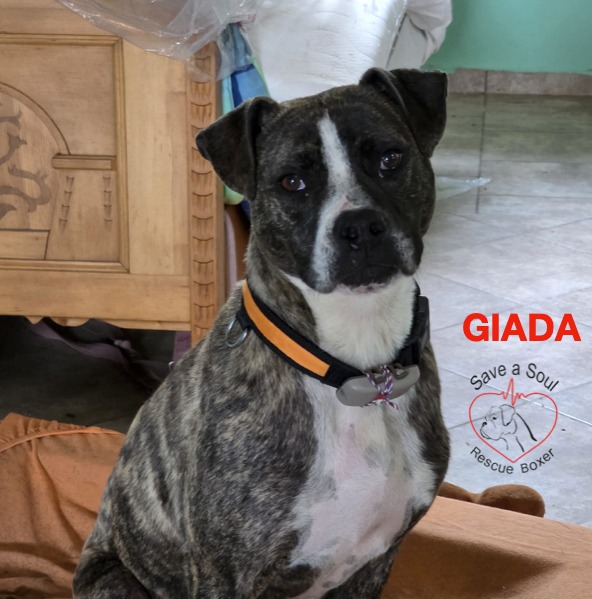 Giada simil boxerina in cerca di casa