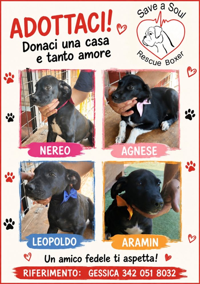 4 cuccioli mix boxer in cerca di casa