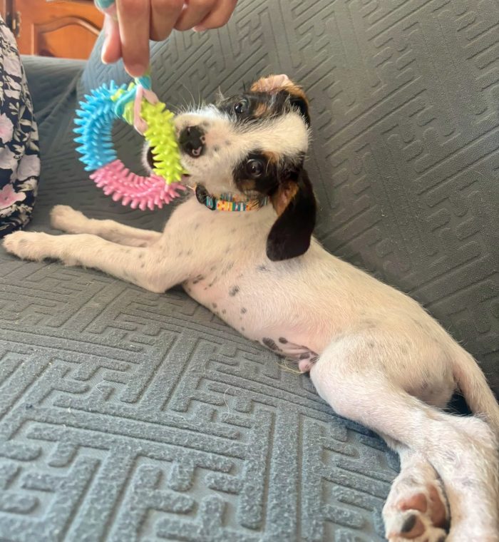 Cucciolo mix segugio due mesi socievole