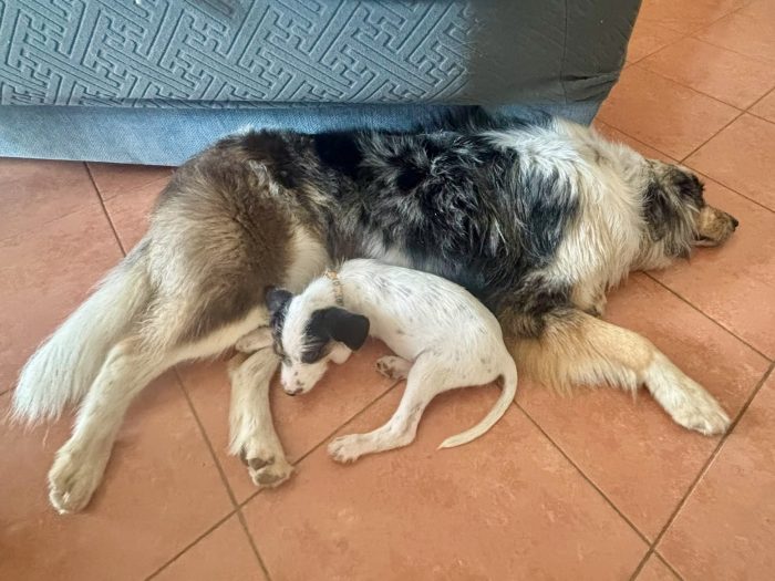 Cucciolo mix segugio due mesi socievole