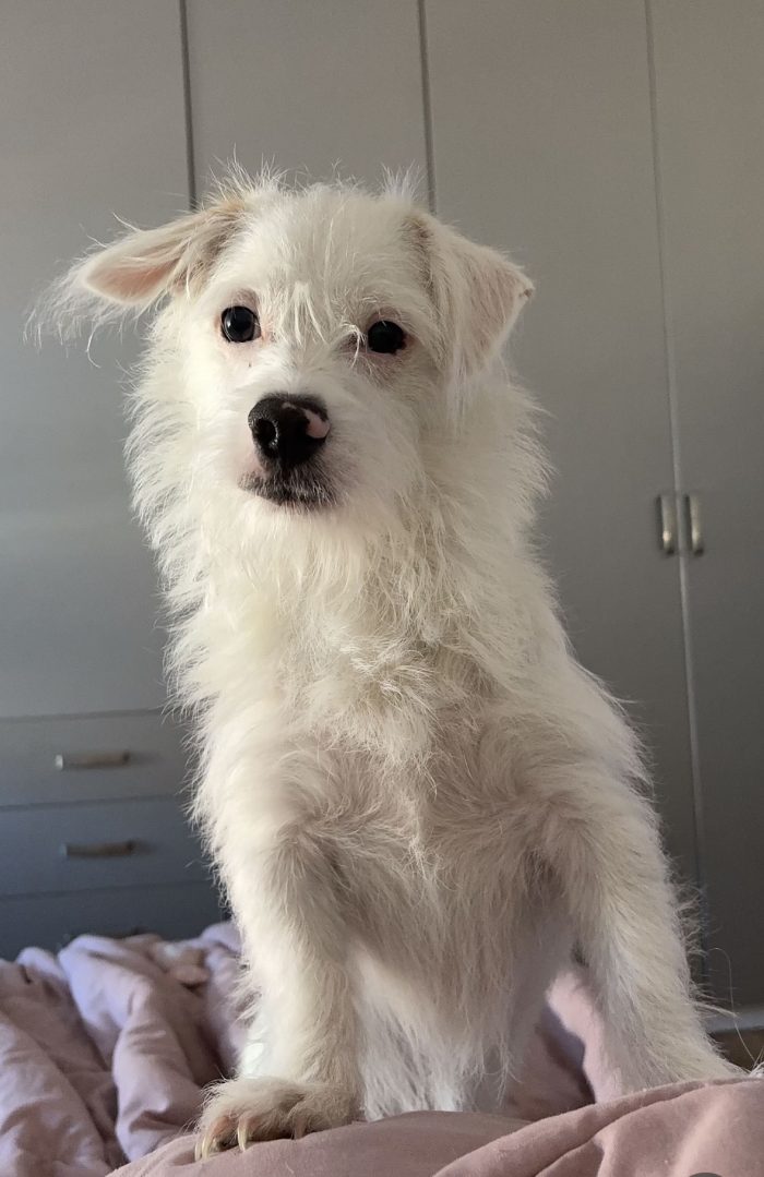 Hugo cerca una casa per sempre