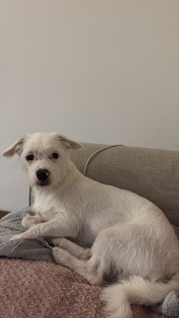 Hugo cerca una casa per sempre
