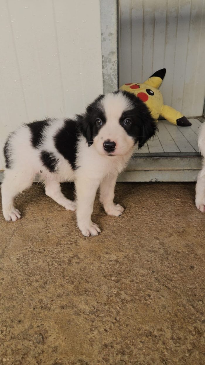 Rino splendido dolce cucciolo bianco nero cerca casa