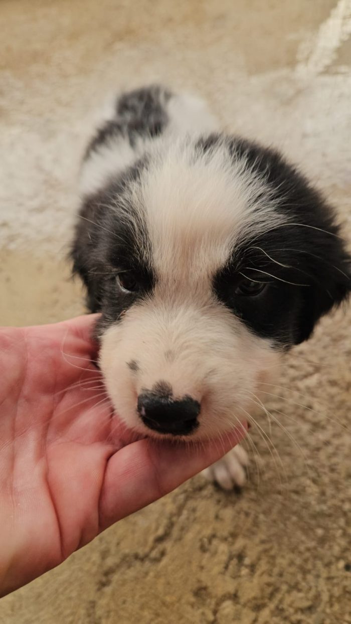 Rino splendido dolce cucciolo bianco nero cerca casa