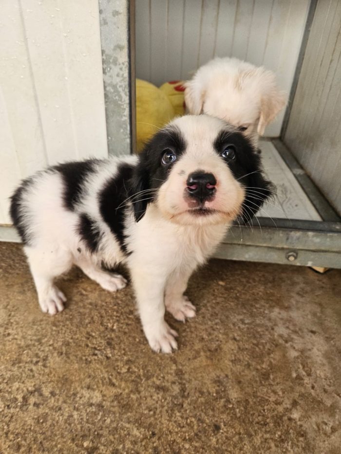 Rino splendido dolce cucciolo bianco nero cerca casa - media 4