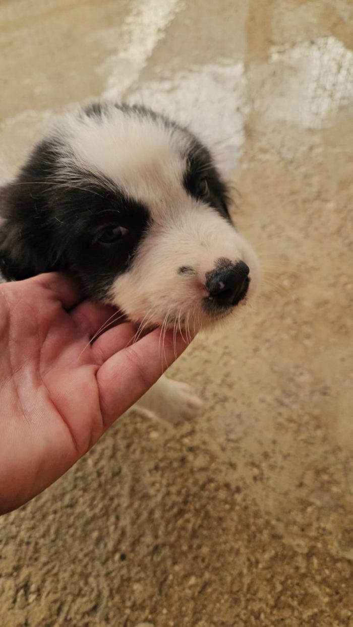 Rino splendido dolce cucciolo bianco nero cerca casa - media 7