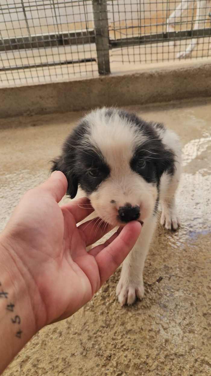 Rino splendido dolce cucciolo bianco nero cerca casa - media 6