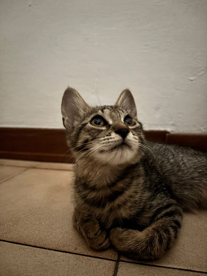 Stella cerca casa  dolce e amorevole trovata da circa 2 settimane