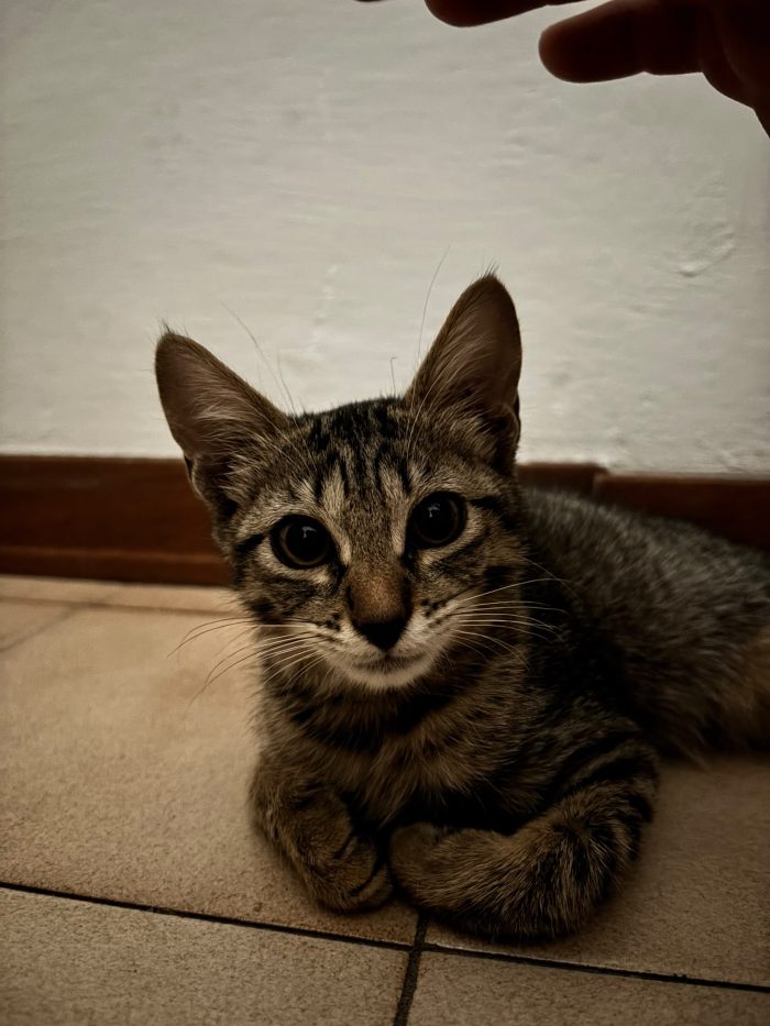 Stella cerca casa  dolce e amorevole trovata da circa 2 settimane