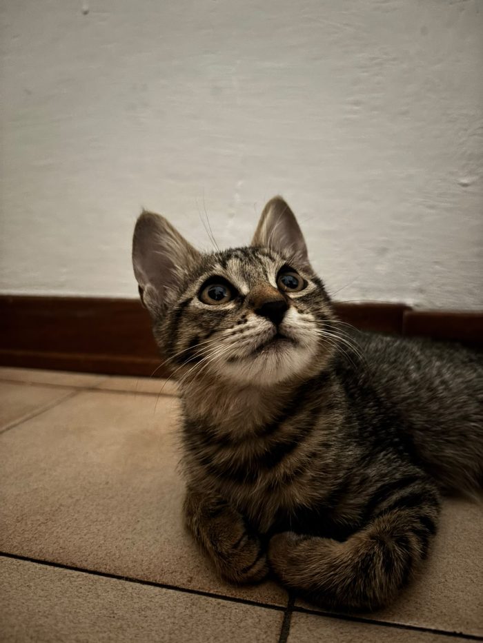 Stella cerca casa  dolce e amorevole trovata da circa 2 settimane
