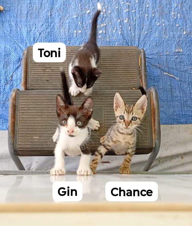 Dolcissimi gattini di 2 mesi